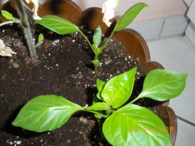 Chilis 20.04.2009 2.JPG