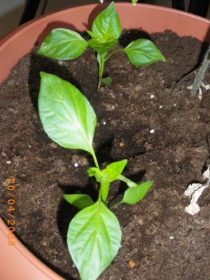 Chilis 20.04.2009 1.JPG