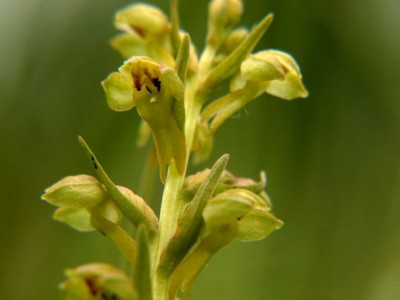 Coeloglossum-viride-2.JPG