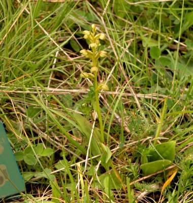 Coeloglossum-viride.JPG