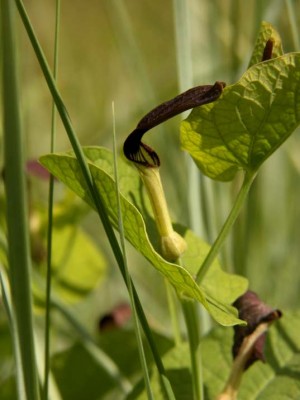 Aristolochia-rotunda-Rundknollige-Osterluzei.JPG