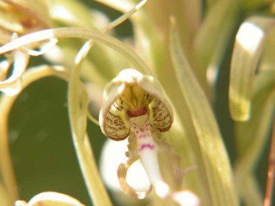 Himantoglossum-hircinum-04.JPG
