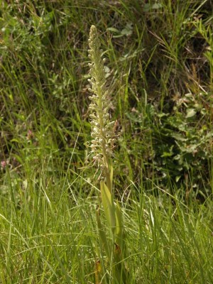 Himantoglossum-hircinum.JPG