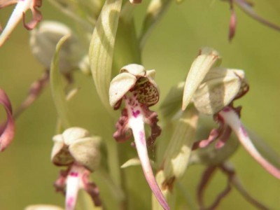 Himantoglossum-hircinum-02.JPG