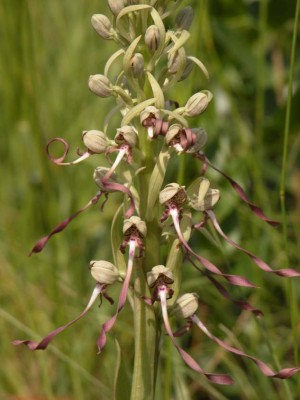 Himantoglossum-hircinum-01.JPG