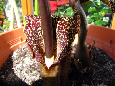 typhonium1.jpg