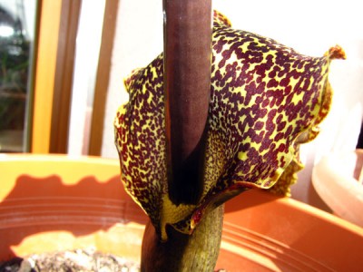 typhonium.jpg