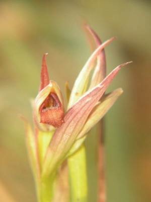 Kleinblütiger Zungenstendel -Serapias parviflora -Blüte-3-Mallorca.JPG