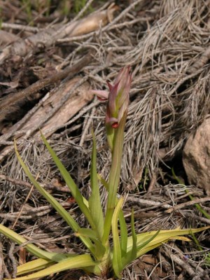 Kleinblütiger Zungenstendel -Serapias parviflora-Mallorca.JPG