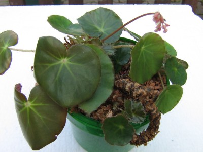 Begonie.JPG
