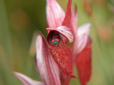 Bienenkäfer-Trichodes-apiarius-in-Serapias-vomeracea.JPG