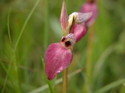 Serapias-cordigera.JPG