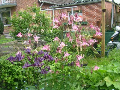 iris, 003.JPG