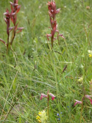 Serapias-vomeracea-und-vorn-S-cordigera.JPG