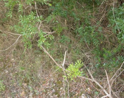 Keuschorchis im Gebüsch.JPG