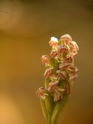 Keusch-Orchis - Neotinea intacta-5.JPG