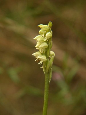 Neotinea intacta12.JPG
