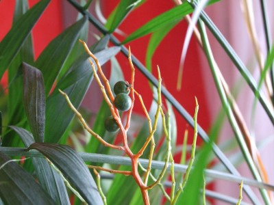 Bergpalme 005.JPG