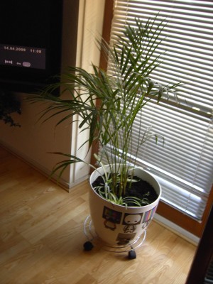 PICT4532.JPG
