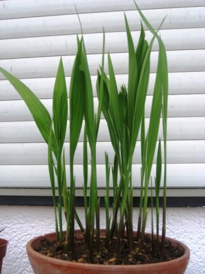 Crocosmia.JPG