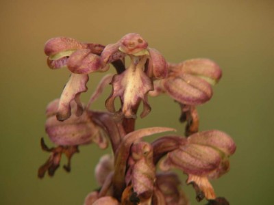 Barlia robertiana-99.JPG