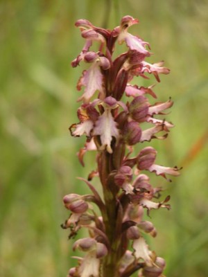 Barlia robertiana-8.JPG