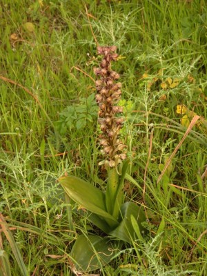 Barlia robertiana .JPG