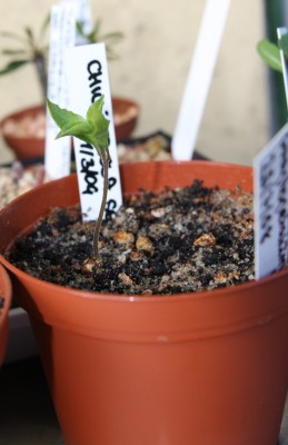 Chili criolla sella - 19.04.2009.jpg