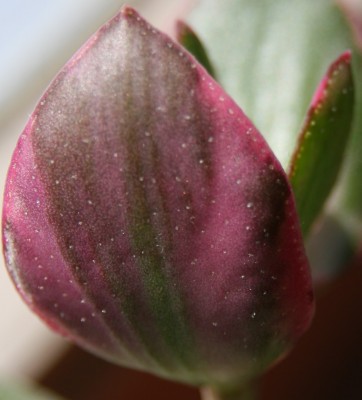 Makro Crassula ovata variegata.jpg