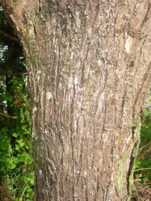 Rinde Baum 3.jpg