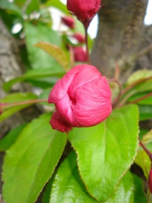 Blüte Baum 1.jpg