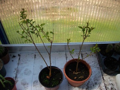 100_4600.JPG