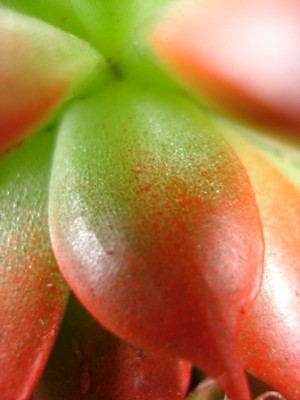 Grapdopedalum.jpg