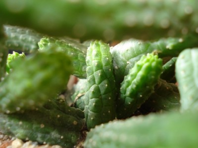 Echidnopsis Cereidformis Dschungel.jpg