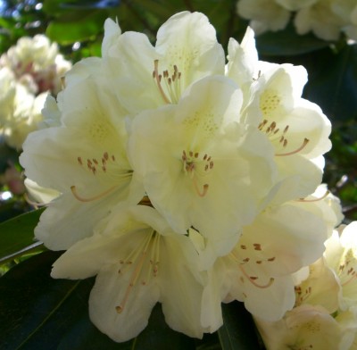 Makro Botanischer Garten - Mai 2008 - 9.jpg