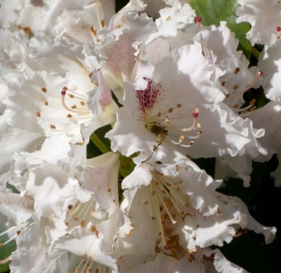 Makro Botanischer Garten - Mai 2008 - 8.jpg
