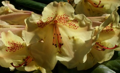 Makro Botanischer Garten - Mai 2008 - 7.jpg