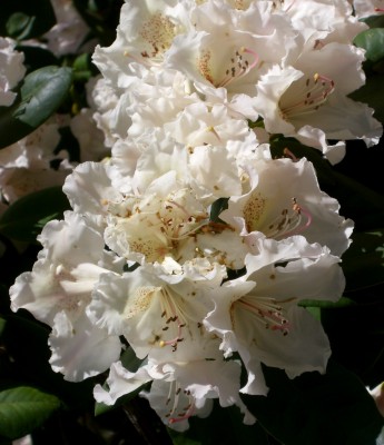 Makro Botanischer Garten - Mai 2008 - 5.jpg