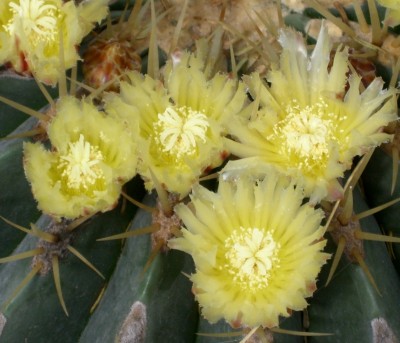 Makro Botanischer Garten - Mai 2008 - 4.jpg