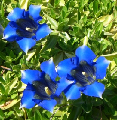 Makro Botanischer Garten - Mai 2008 - 2.jpg