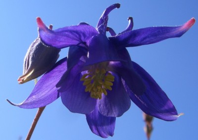 Makro Botanischer Garten - Mai 2008 - 1.jpg