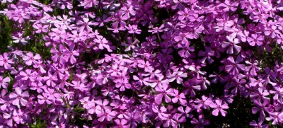 Makro Botanischer Garten - Mai 2008 - 14.jpg
