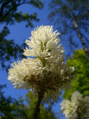 Makro Botanischer Garten - Mai 2008 - 13.jpg