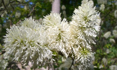 Makro Botanischer Garten - Mai 2008 - 12.jpg