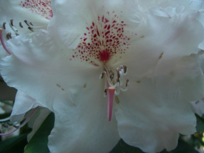 Makro Botanischer Garten - Mai 2008 - 11.jpg