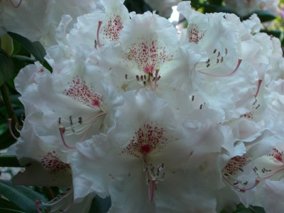 Makro Botanischer Garten - Mai 2008 - 10.jpg