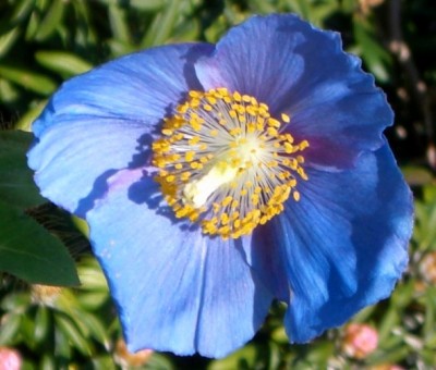 Makro Botanischer Garten - Mai 2008 - 17.jpg