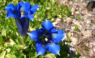Makro Botanischer Garten - Mai 2008 - 16.jpg