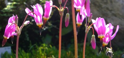 Makro Botanischer Garten - Mai 2008 - 15.jpg