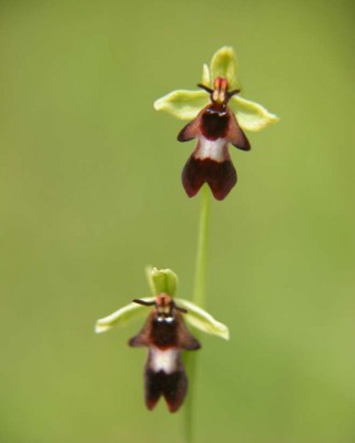 ophrys-insectifera-2005-Zwergen.JPG